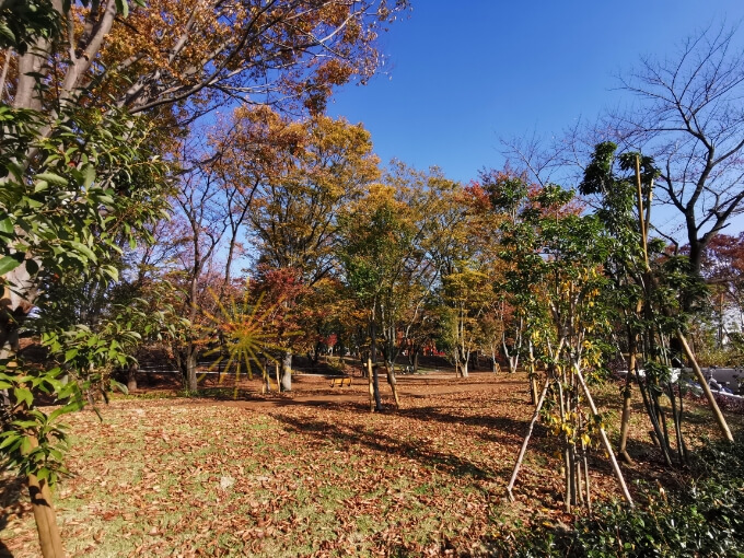 鶴間公園の紅葉