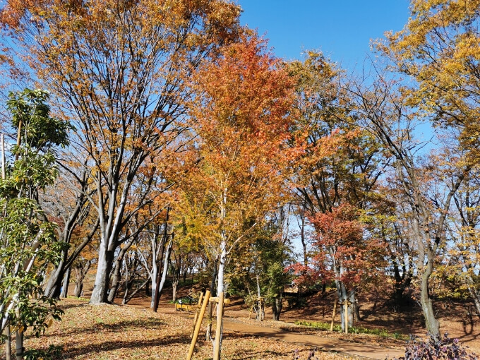 鶴間公園の紅葉